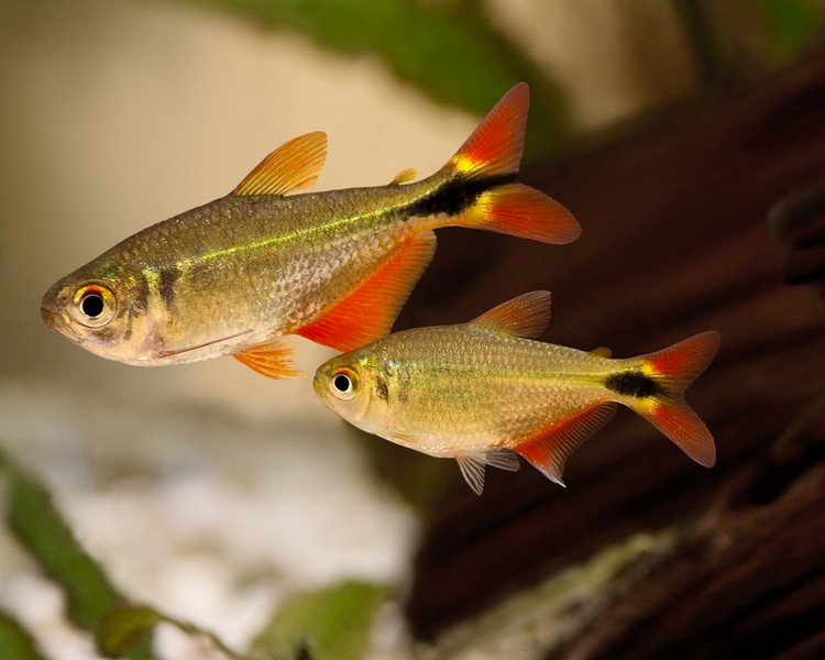 Buenos Aires Tetra ~ 2cm - 3cm